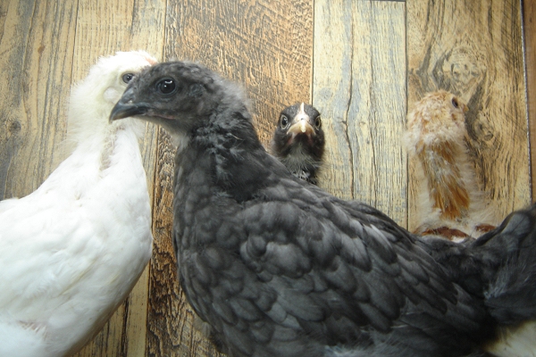 4 Pullet Chicks Week 4